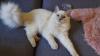 Ragdoll mädchen mit Stammbaum ?