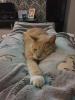 Schmusetiger suchen dringend neues zu Hause