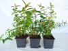 Bodendecker ab 0,  99 Euro - Cotoneaster,  Vinca,  Pachysandra,  Efeu,  diverse Staud