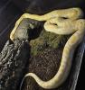 Albino Tigerpython 4 Jahre alt zu Verkaufen