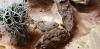 2 Leopardgecko Damen mit Terrarium