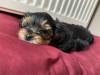 Hundewelpen
