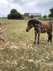 Reitpony Mix Wallach,  3 jährig,  1, 45 m,  Freizeit,  Western,  Dressur