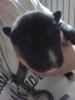 husky welpen suchen bald neues zuhause