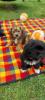 Hundewelpen