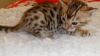 Bengal-Hybrid 4 1/ 2 Monate Reinrassig (Katzen)