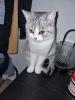 Bkh Mix deckkater 