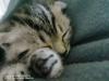 Bkh Kitten / Scottish 