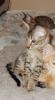 wunderschöne Bengal und savannah  Kitten ab sofort abzugeben