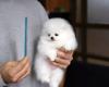 Reinrassige Pomeranian-Spitz-Welpen