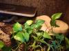 Kaiserboa /  Boa Constrictor Imperator /  Albino mit Terrarium