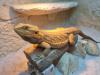 2 männliche Bartagame (Pogona vitticeps) suchen ein neues Zuhause,  Einzelabgabe 
