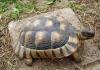 Breitrandschildkröten,  Testudo marginata,  eigene Nachzucht 2022.