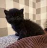 Süße verschmuste Britisch Kurzhaar,  Britisch Langhaar und mix Kitten Katzenbabys