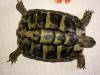 Griechische Landschildkröten