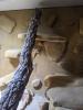 Pogona henrylawsoni (Zwergbartagame) abzugeben