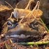 Colorado Kröte /  Sonoran Desert Toad /  Bufo Alvarius,  150 € pro Tier