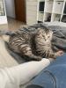 Bkh/ SF Mix Kater 1, 5 Jahre alt