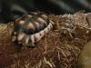 2 wundervolle Breitrandschildkröten (auch mit komplettem Terrarium)