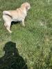 Cocker-Pei sucht ein zuhause