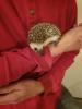Weißbauchigel Babys