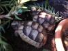 2- und 3-jährige Landschildkrötenbabies Testudo Marginata,  Breitrandschildkröten