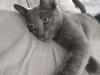 Kater ,  grau  4, 5 Monate