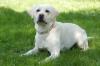 JUNA - weiblich  1 Jahr  54 cm  26 kg  Labrador Retriever reinrassig  Gechipt