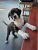 Bulldogge Mix Welpen