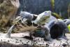 Dreikielschildkröte 1 Jahr 