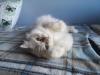 Heilige Birma Katze lilac-tabby-point