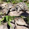 3 griechische Landschildkröten abzugeben