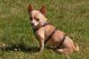 MADITA - weiblich  10 Monate  23 cm  3.5 kg  Chihuahua  Gechipt