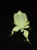 Wandelnde Blätter - Phyllium celebicum /  westwoodii