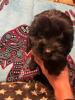 CAVALIER KING CHARLES ×PUDEL WELPEN