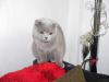 Deckkkater BKH/  Scottish Fold Lilac mit Stammbaum