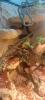 Pantherophis guttatus wild Farben