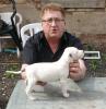 Dogo Argentino Welpen ab 25.05. 2013