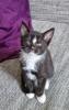 Katzenbaby 12 Wochen alt