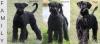 Riesenschnauzer Blackmoore