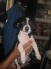 jack russel pinscher mix Männchen