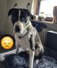 Meilo sucht dringend ein neues Zuhause