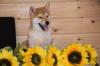 Shiba-Inu  Welpen/ Rüden