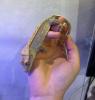 Crested Gecko – Harlequin/ Pinstripe-Morph mit vollem Schwanz