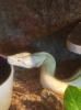 Kaiserboa /  Boa Constrictor Imperator /  Albino mit Terrarium