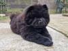 Schwarze Chow Chow Welpen