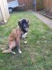 Border Collie Julia Julia ist Mischlingshund, Mutter Border Collie,  Vater Border 