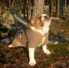 Sorgenkind Trudi,  engl. Bulldogge,  10 Wochen