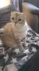 Scottish Fold,  4 Jahre alt und kastriert