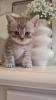 Bkh  kitten /  Tabby